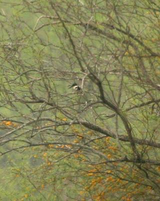 green kingfisher 5065.jpg