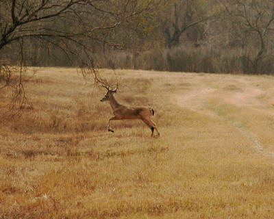 deer 4005.jpg