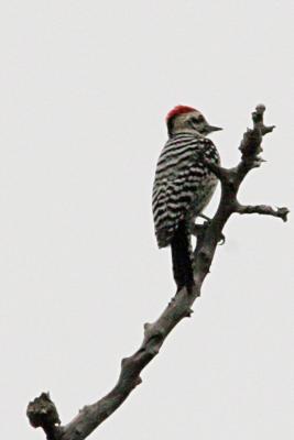 ladderback woodpecker 3738b.jpg