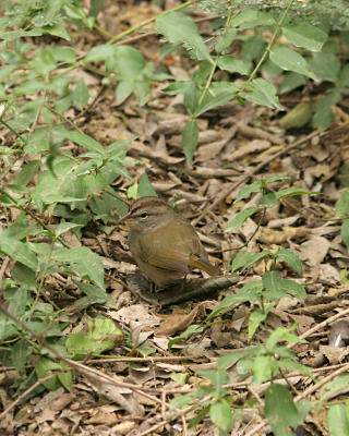 olive sparrow 3530a.jpg