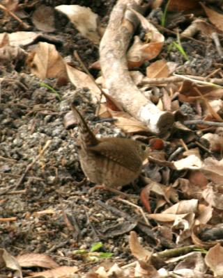 winter wren _5248.jpg