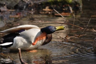 Mallard scratching _0084a.JPG