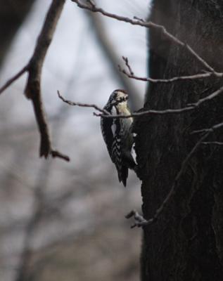 yellowbellied sapsucker _0090a.JPG