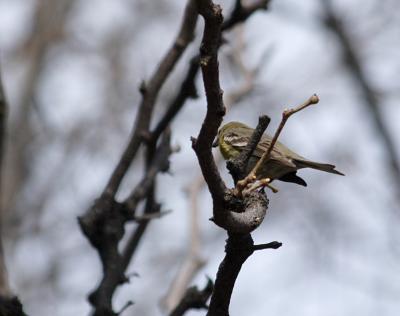 Pine warbler (?female) _0091a.JPG