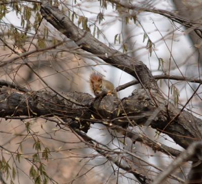 Red squirrel _0122a.JPG