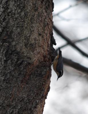 Red breasted nuthatch _0136b.JPG