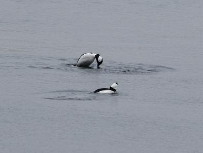 Bufflehead diving _0145a.JPG