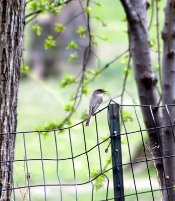 Eastern phoebe 0178b.JPG