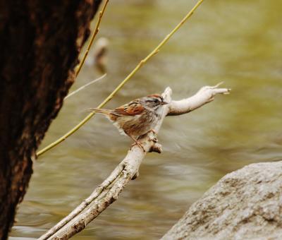 Swamp sparrow 0182a.JPG