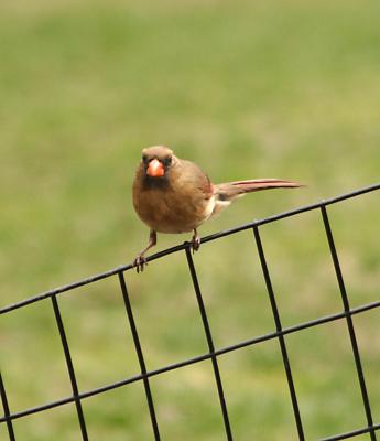 Northern Cardinal 0188a.JPG