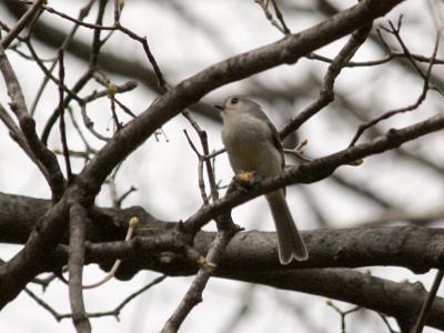 Tufted titmouse holding a nut 0199a.JPG