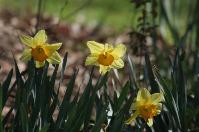 adaffodil_3827.jpg