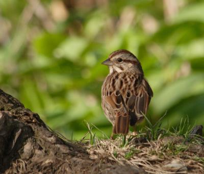 awhtthrtspIMG_4490.JPG