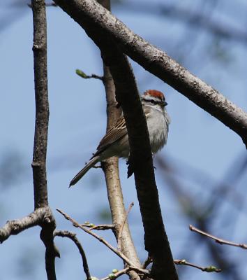 achipspIMG_4662.JPG