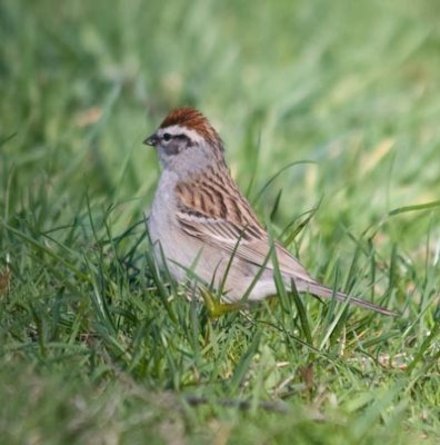 chippingsparrow-8042.jpg