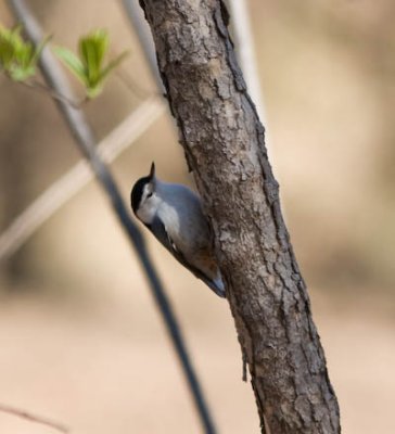 whtbreasted nuthatch-7615.jpg