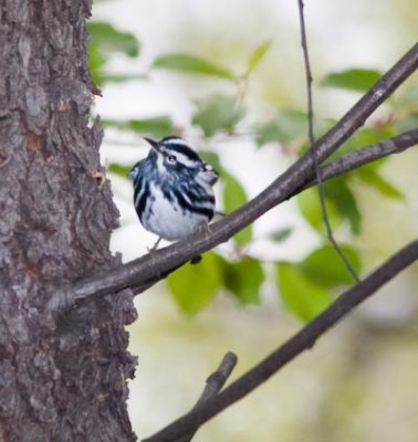 blackwhitewarbler-9401.jpg