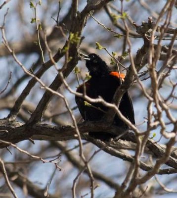 redwingblackbird2-9266.jpg