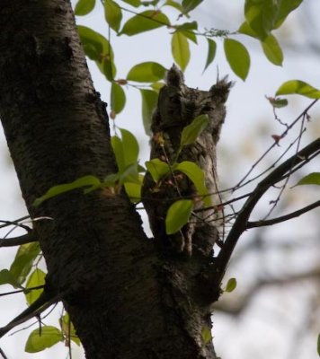 screechowl-9457.jpg