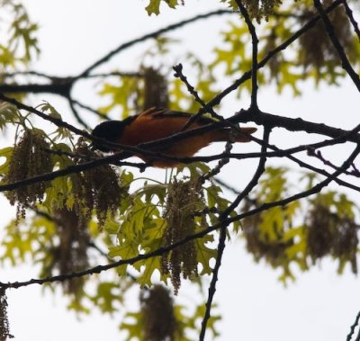 baltimoreoriole9935.jpg