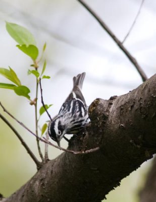 blackandwhitewarbler9960.jpg