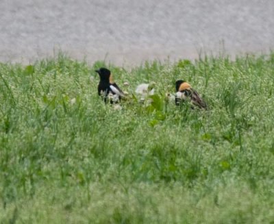 bobolink-0093.jpg