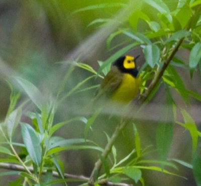 hooded warbler-2.jpg