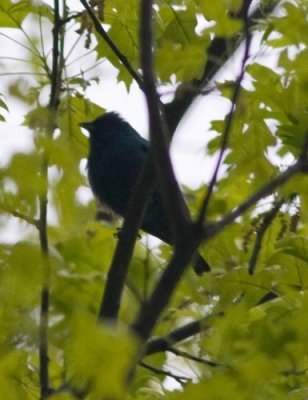 indigobunting0002.jpg