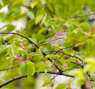 savannahsparrow9908.jpg