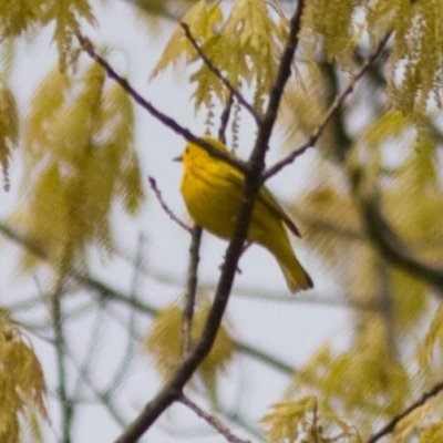 yellowwarbler9973.jpg