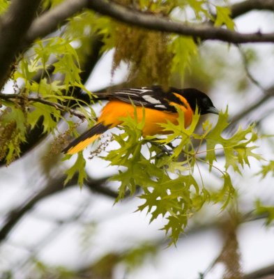baltimoreoriole0032a.jpg