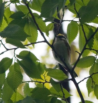 chestnutsidedwarbler.jpg