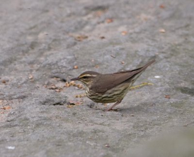 northernwaterthrush119.jpg
