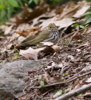 ovenbird0110.jpg