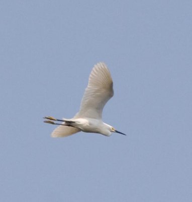 snowyegret.jpg