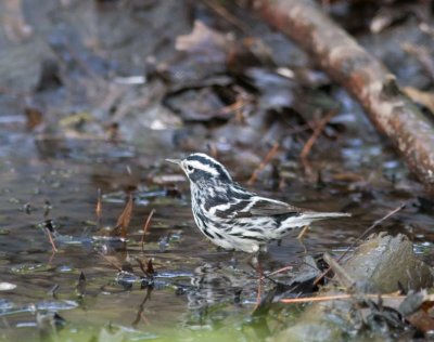 blackandwhitewarbler.jpg