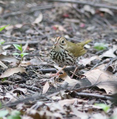 ovenbird0054.jpg