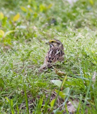 savannahsparrow-83.jpg