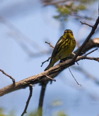 capemaywarbler.jpg