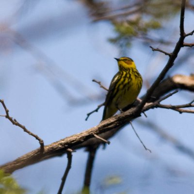 capemaywarbler-2.jpg