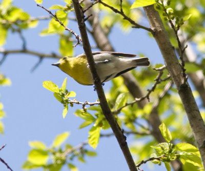 yellowthroatedvireo-9889-2.jpg