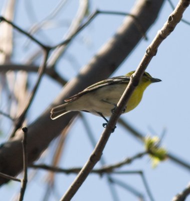 yellowthroatedvireo-9893-2.jpg