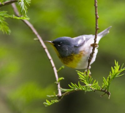 northernparula9986-2.jpg