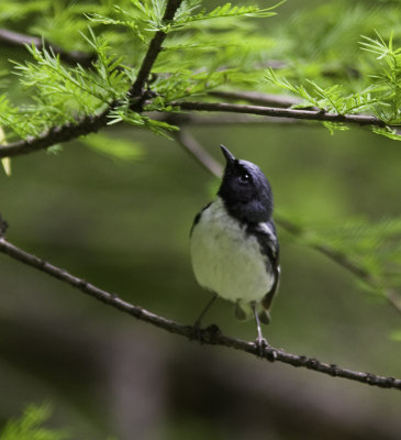 blackthroatedblue0095-4-Edit.jpg
