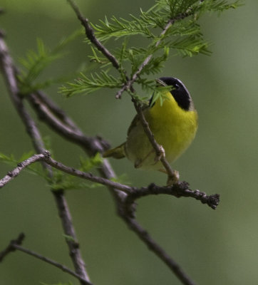 commonyellowthroat0019-5-Edit2.jpg