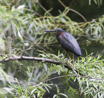 greenheron_0201-Edit.jpg