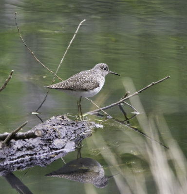 spottedsandpiper0165-2-Edit.jpg
