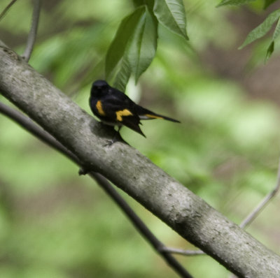 redstart_0147-3-Edit.jpg