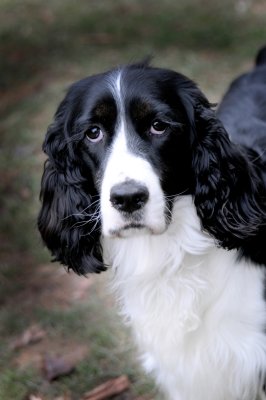 Gracie in PS900ow.jpg