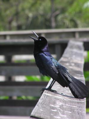 Grackle
